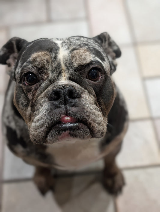 Neurological Health Supplements for Bulldogs: Addressing Pinched Nerves and Head Tremors