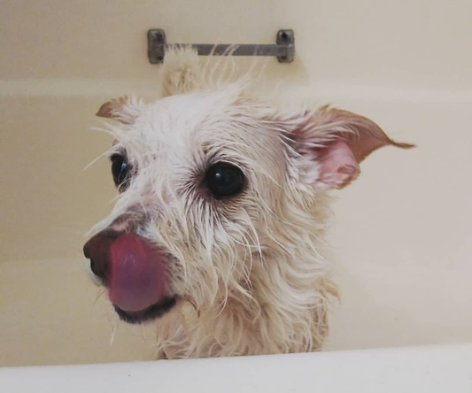 How Often Should You Bathe Your Dog? A Complete Guide to Routine Maintenance