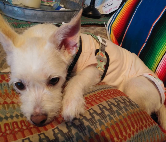 The Empty Seat: Why Soul Dogs Stay With You Forever