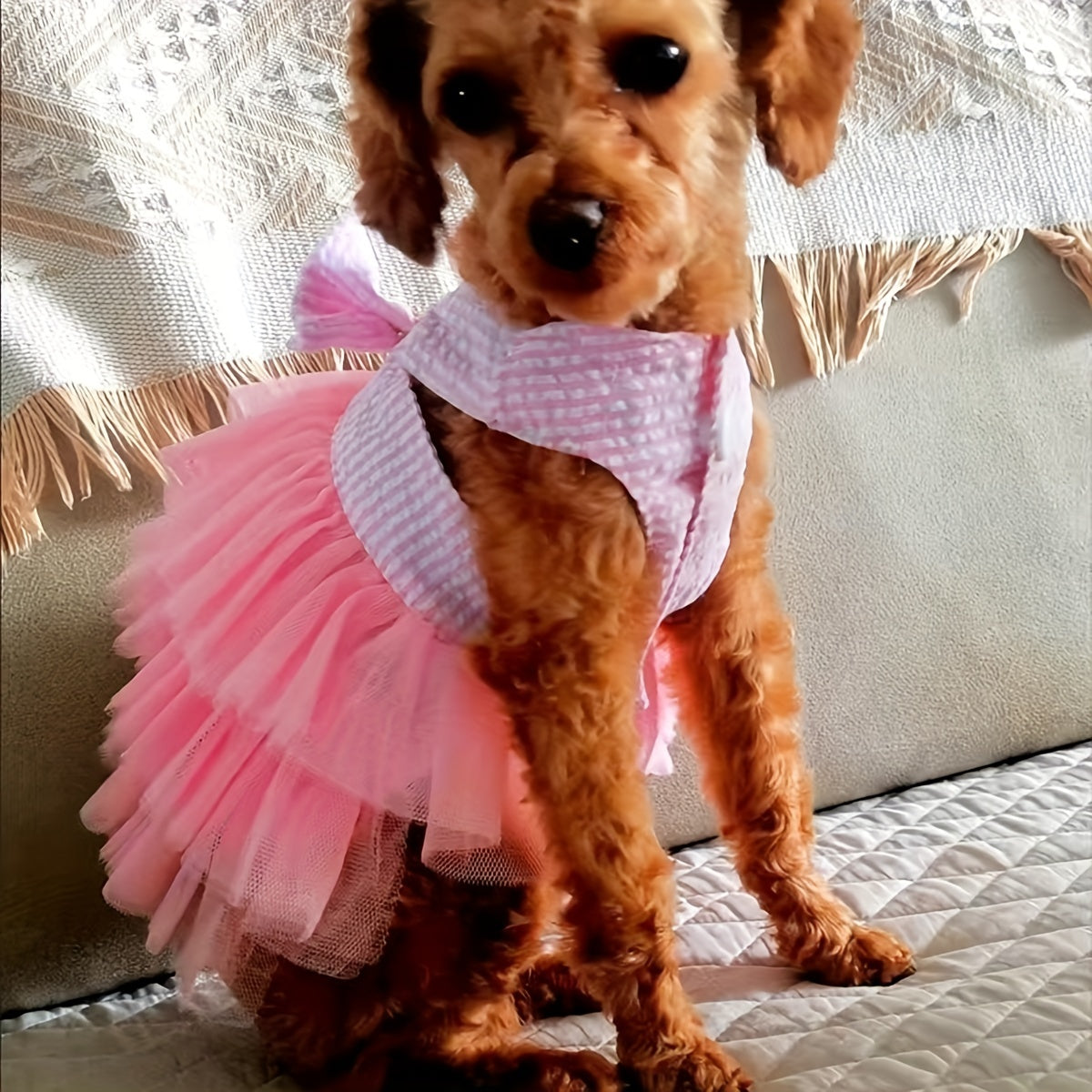 The Princess Has Arrived