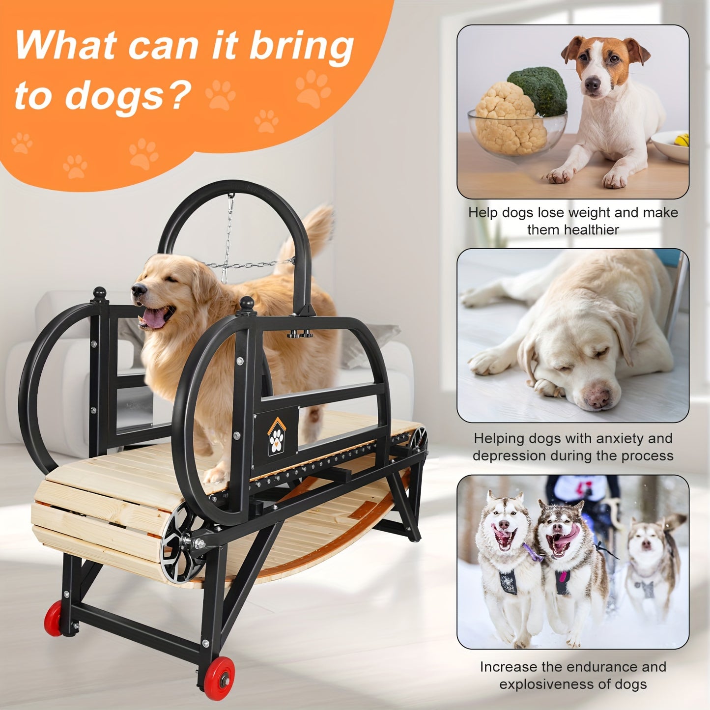 Serious Exercise for Serious Dogs
