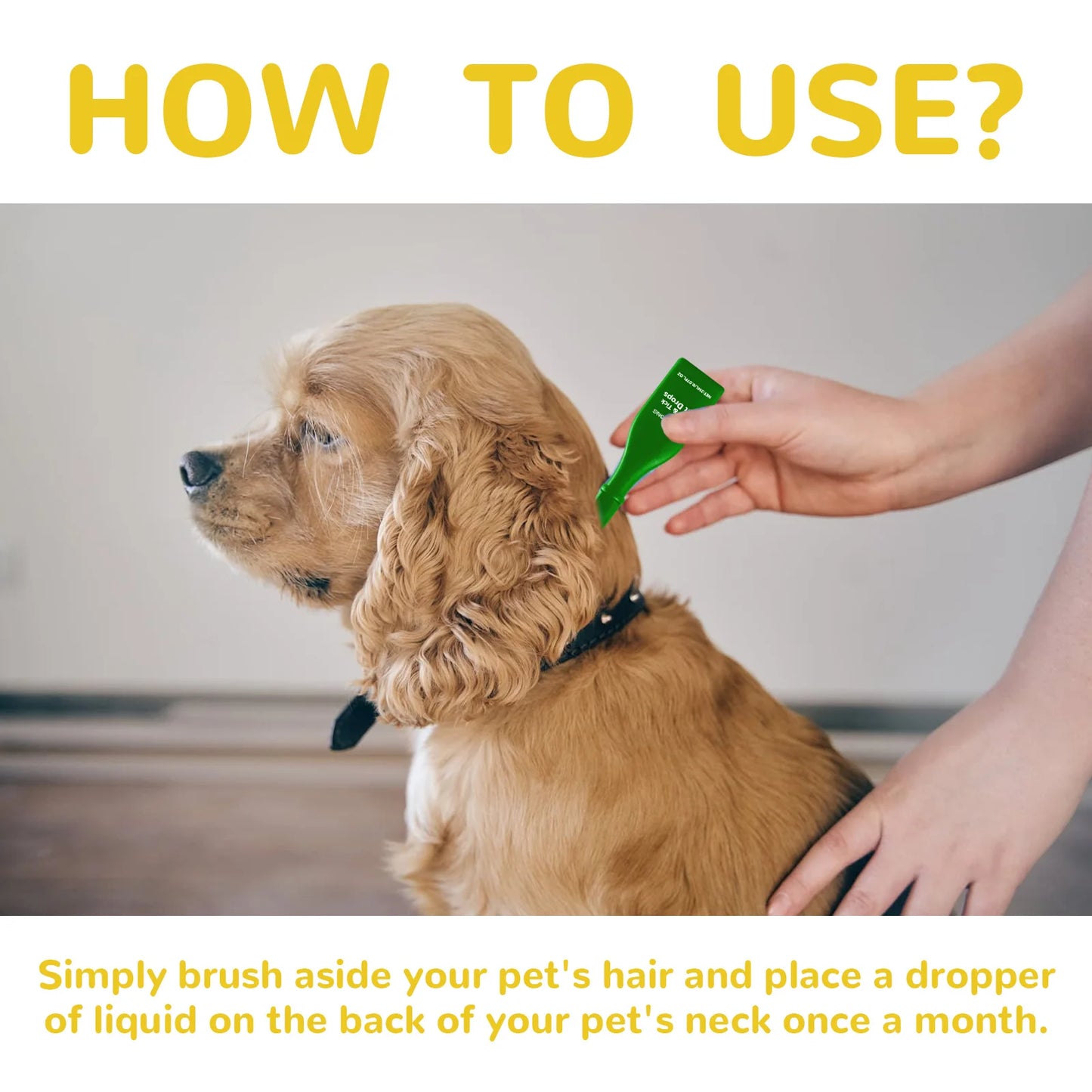 Stop Fleas Before They Start