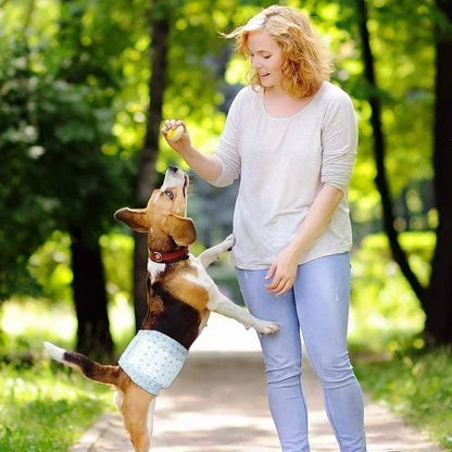 Disposable Dog Diapers — For When You Need Them