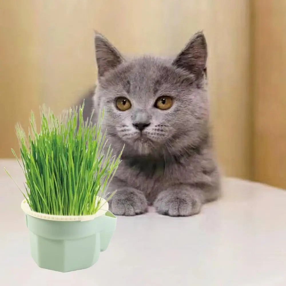 Fresh Grass, No Dirt