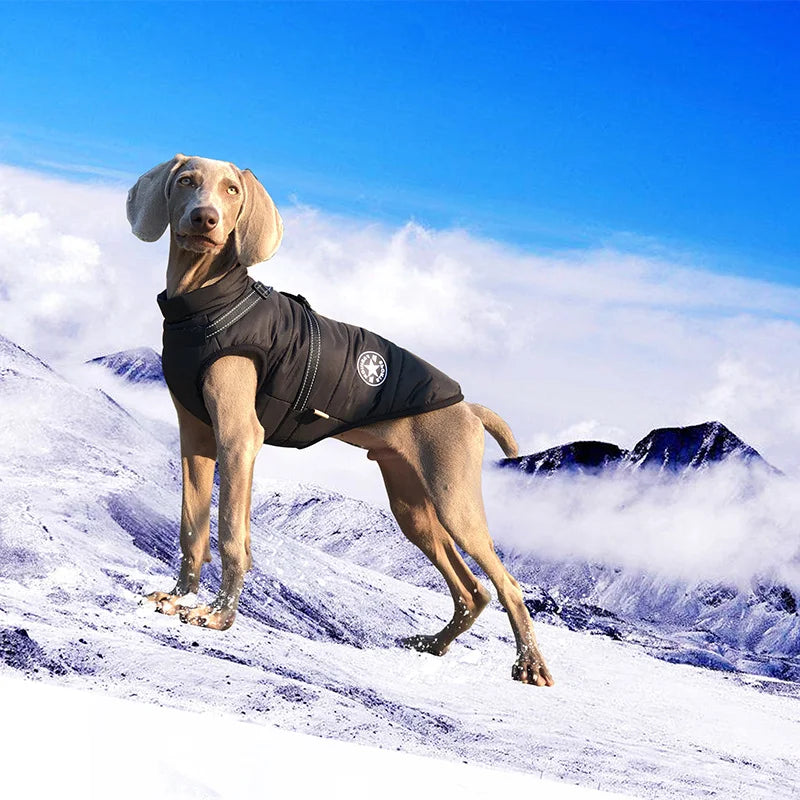 Jacket and Harness in One
