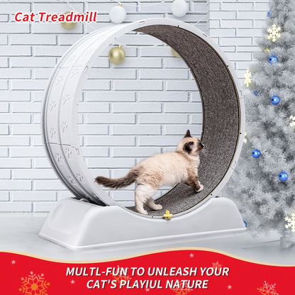 Indoor Miles for the Active Cat
