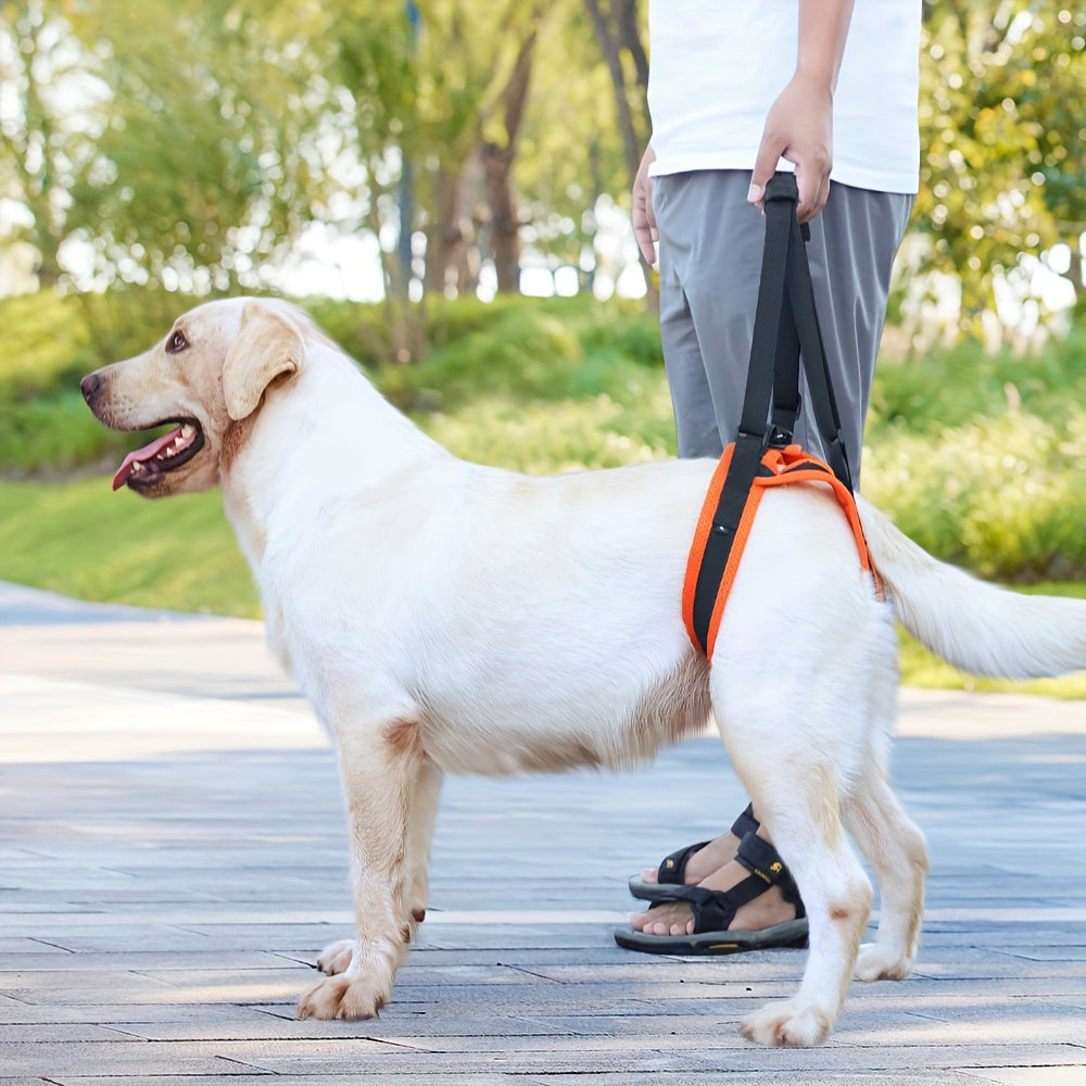 For the Dogs Who Need a Little Help