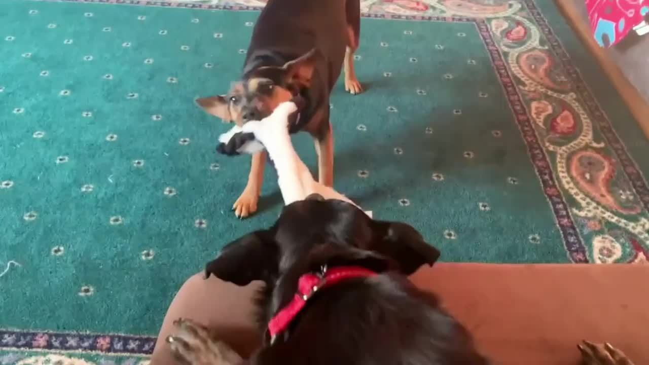 Five Toys, No Stuffing Drama